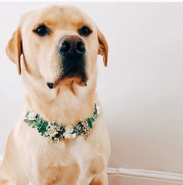 White Dog flower collar, dog flower collar, puppy flower collar, puppy flower collar, flower collar